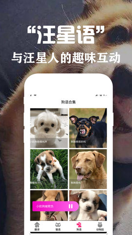 狗语翻译交流器appAPP