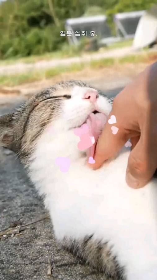 Haha渔场猫咪游戏