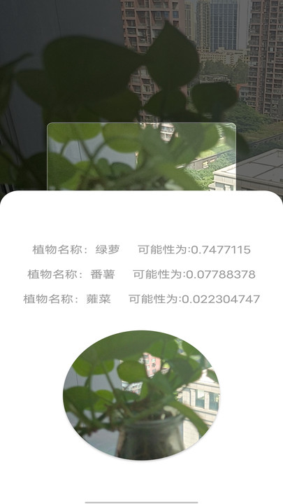 拍照识别植物弛意版APP