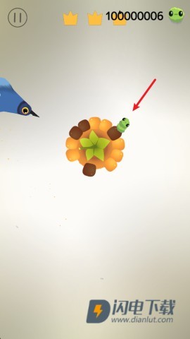 疯狂的鸽子 第1张图