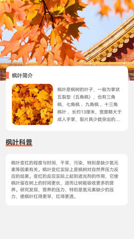 枫叶流量APP
