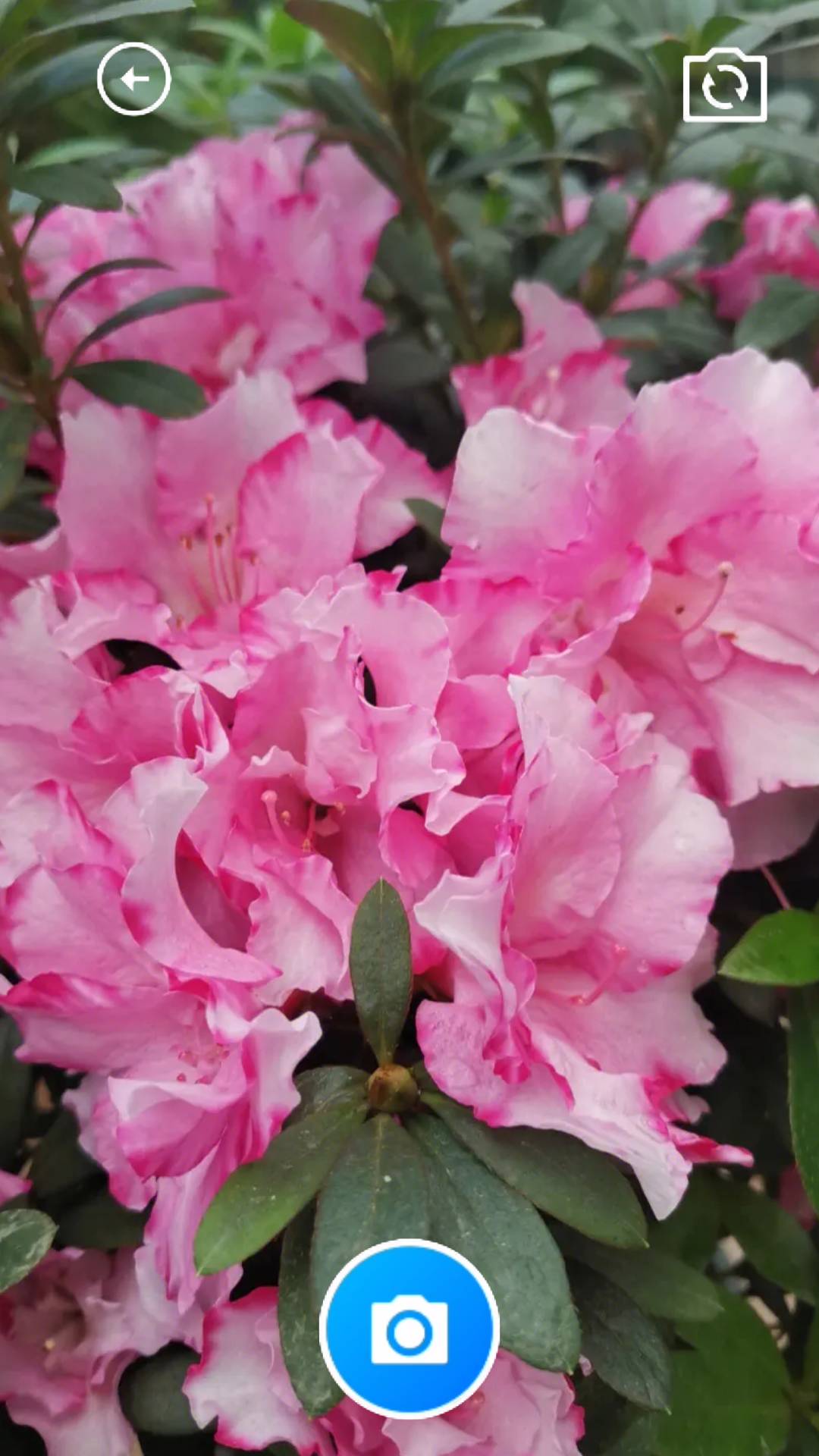 紫鹃生活助手APP