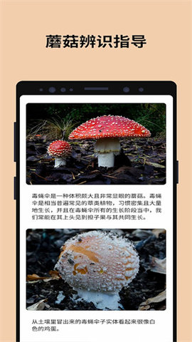 蘑菇识别别APP