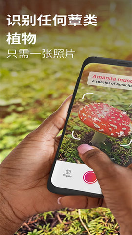 蘑菇识别别APP