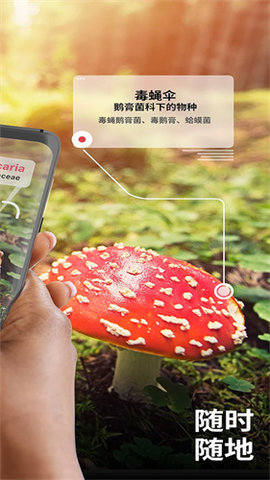 蘑菇识别别APP