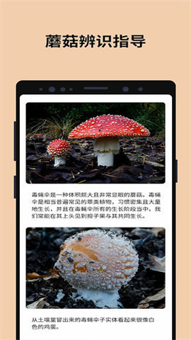 蘑菇识别别 第4张图